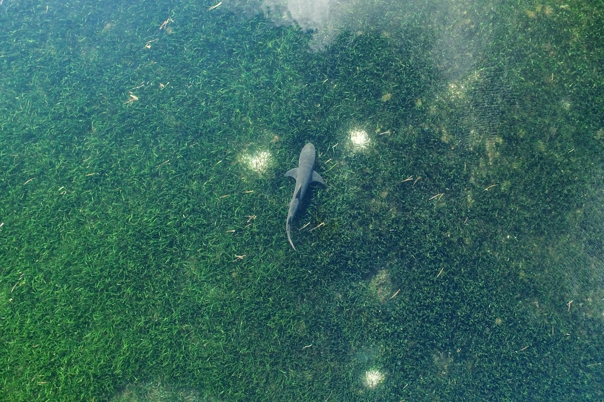 Excavadoras masivas que extraen metales preciosos del fondo del océano amenazan pradera marina del tamaño de Suiza