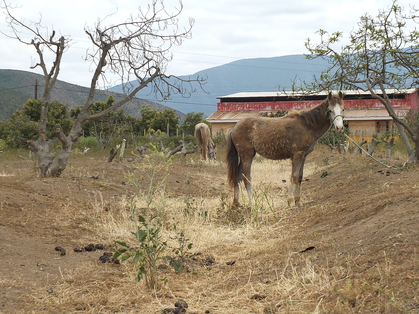 Estrategias para traer agua a los puntos rojos de la sequía: Sembrar nubes y praderas sustentables