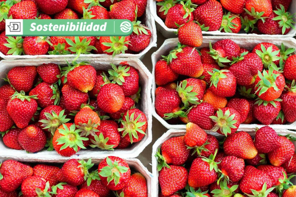 Innovación en industria frutícola: Científicos chilenos crean biopackaging que extiende la vida de frutas de exportación