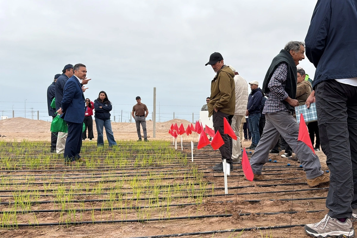 Siembran arrozales en el desierto de Atacama: Variedad creada en Chile no necesita inundación para crecer