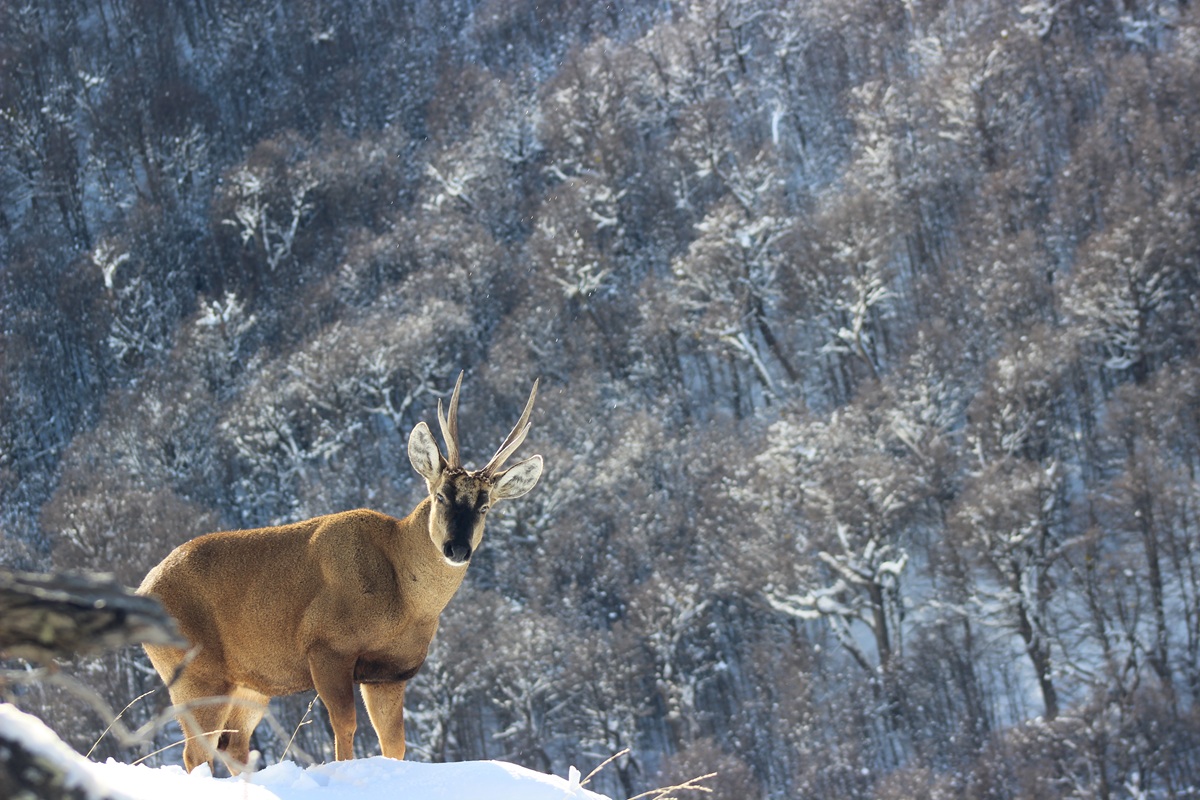 Recluido en la nieve y enfermado por el ganado: La situación que tiene al huemul chileno al borde de desaparecer