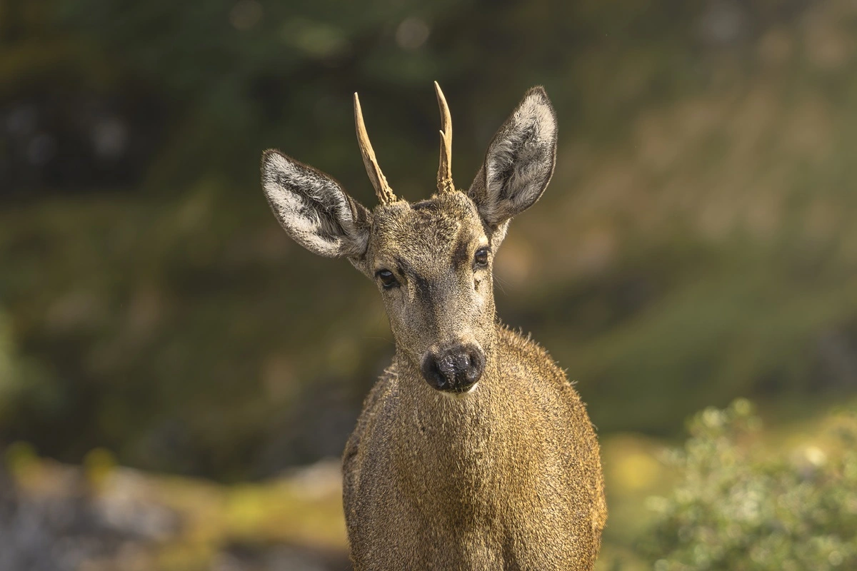 Huemul en el Cabo Froward.