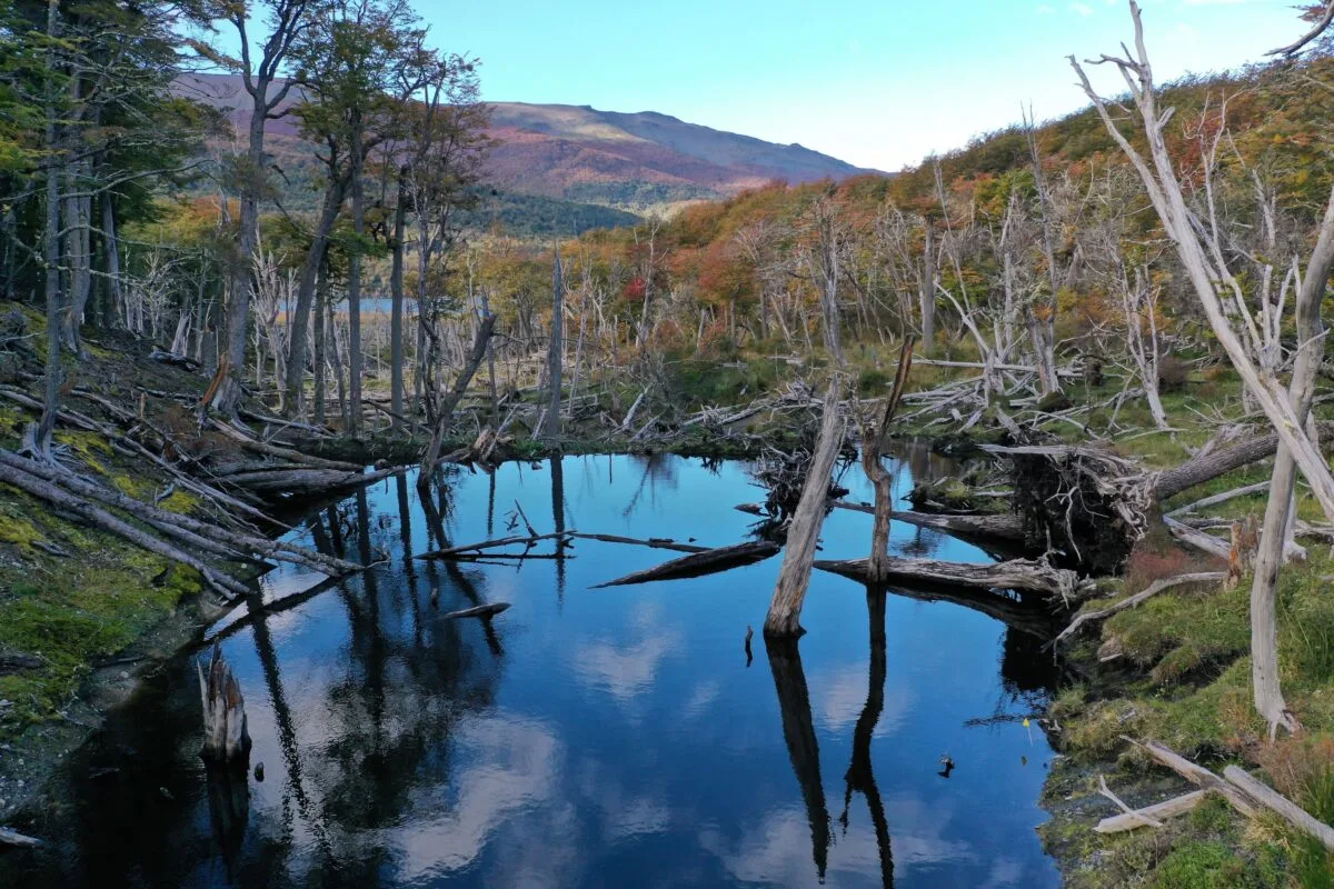 Bosques afectados por el castor en la Patagonia.