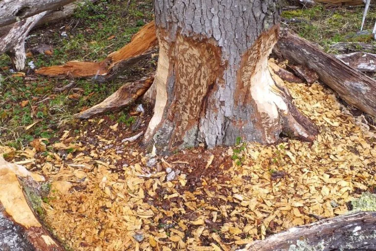 Árboles nativos destruidos por el castor.