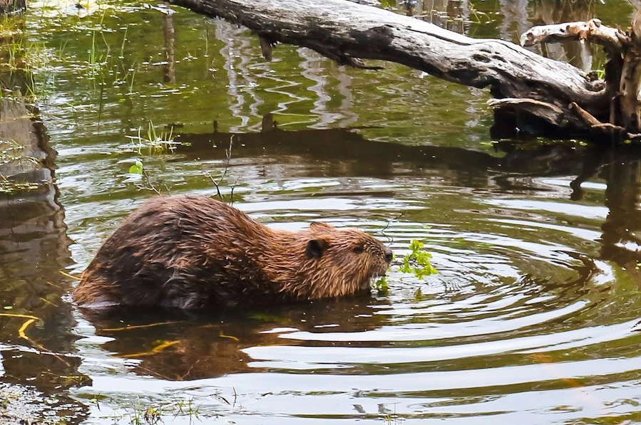Castor comiendo en la Patagonia.