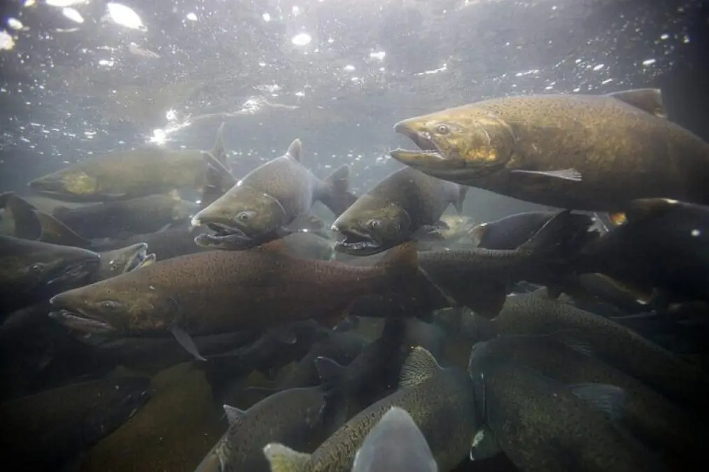 Dilema en La Barra: La caleta donde el salmón invasor y dañino se convirtió en el sustento de pescadores artesanales