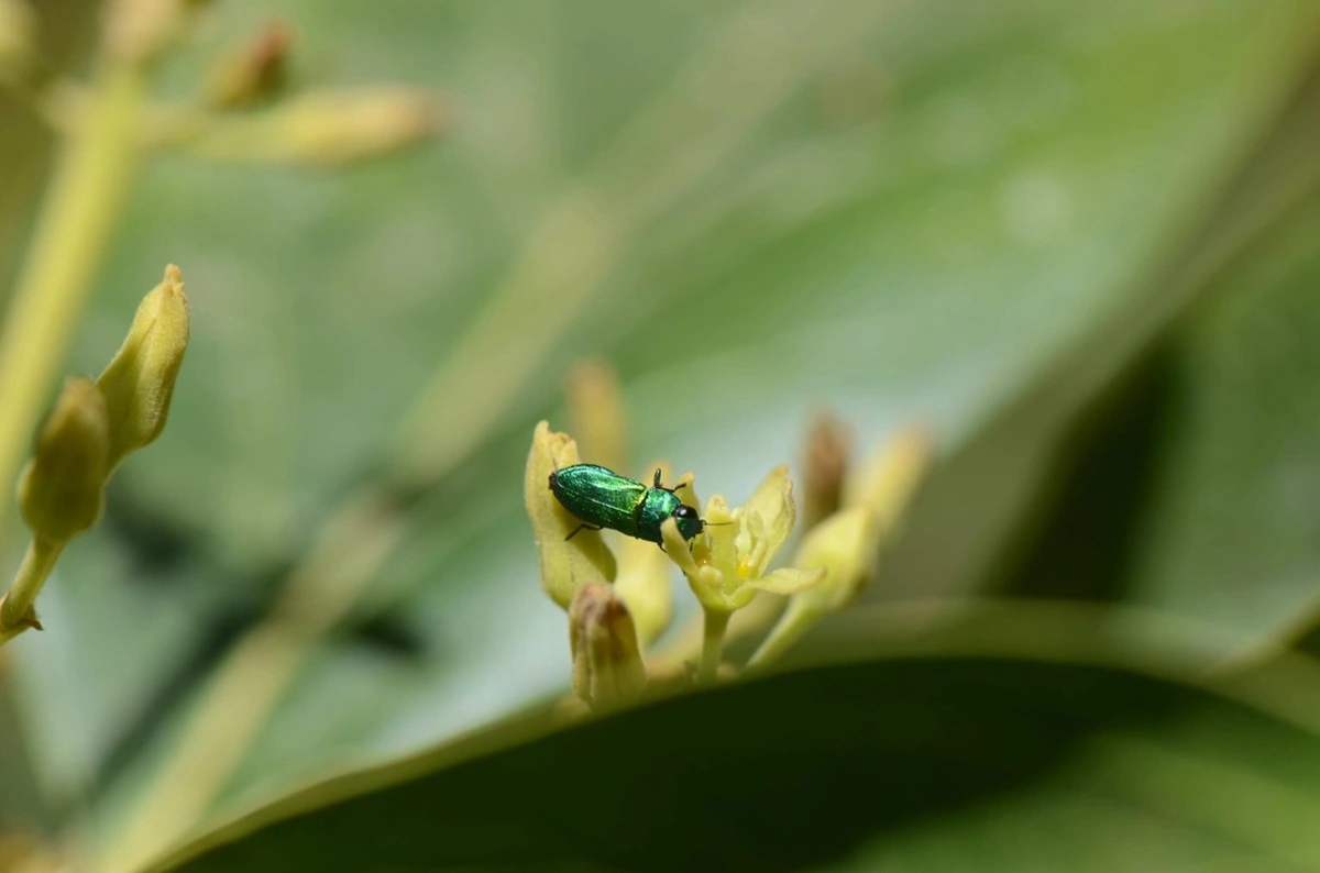 Descubren que plantaciones de paltos que están al lado de bosques nativos producen más: El secreto son los insectos