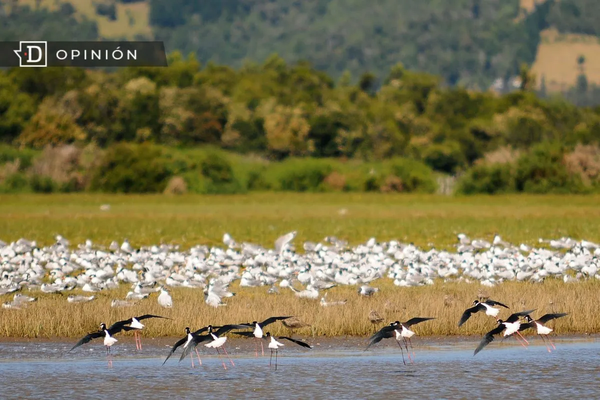 COP15: El enorme desafío de poner a los humedales en el centro de la discusión