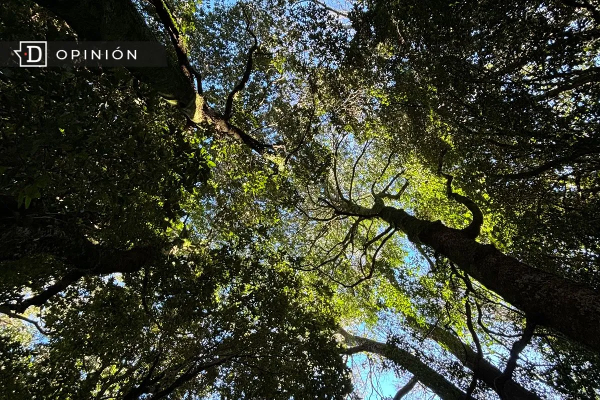 A 17 años de la Ley de Bosque Nativo no hay mejoras para nuestros ecosistemas