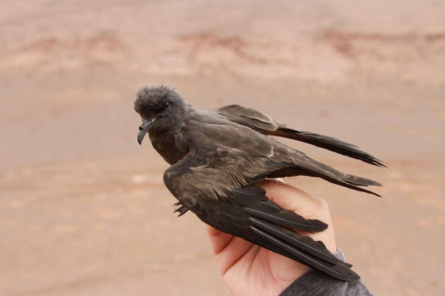 Al rescate de la golondrina de mar negra, frenan parque de paneles solares en Arica