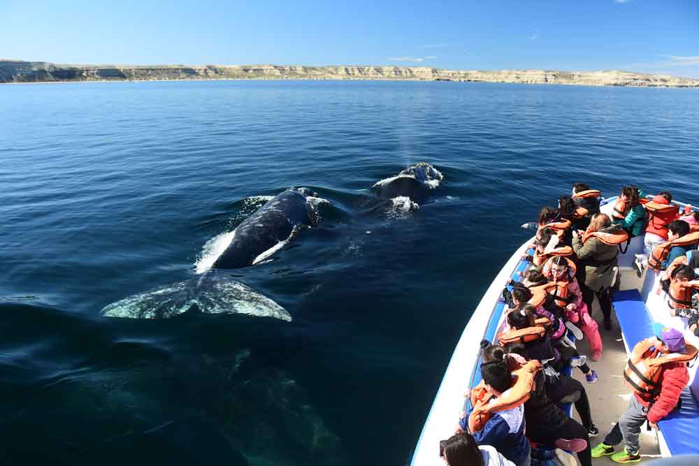 Ecoturismo en la Patagonia: Cómo conectar con el entorno de puerto Madryn