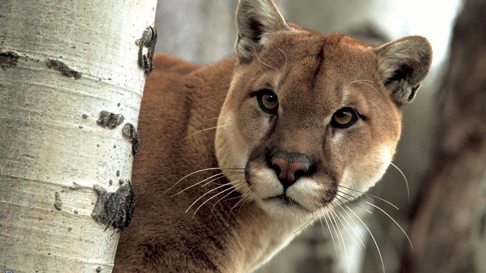 Ataque de puma descartado: Ganadero fallecido en Colchane había tenido un edema