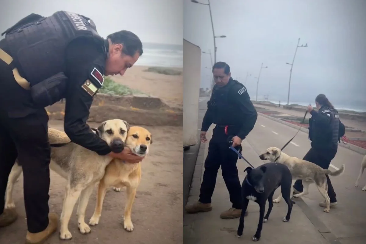 VIDEO| Así evacúan a perritos callejeros en La Serena tras alerta de tsunami por terremoto 8,8 en Rusia