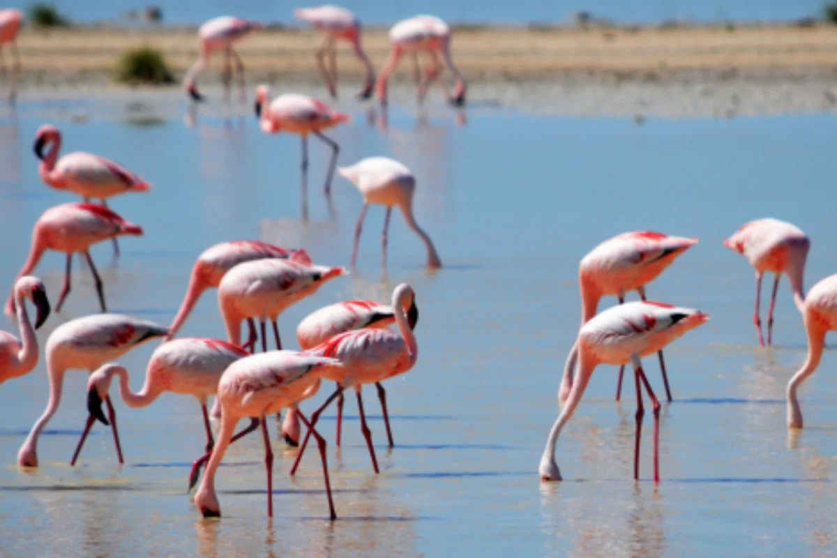 Tribunal falla a favor de minera de litio por proyecto en Salar de Maricunga, hogar de miles de flamencos