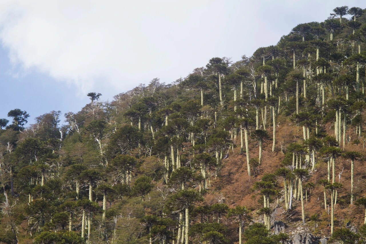 Comunidades mapuche protestan contra tala de 96 araucarias para ruta en Araucanía andina cerca de Parque Conguillio