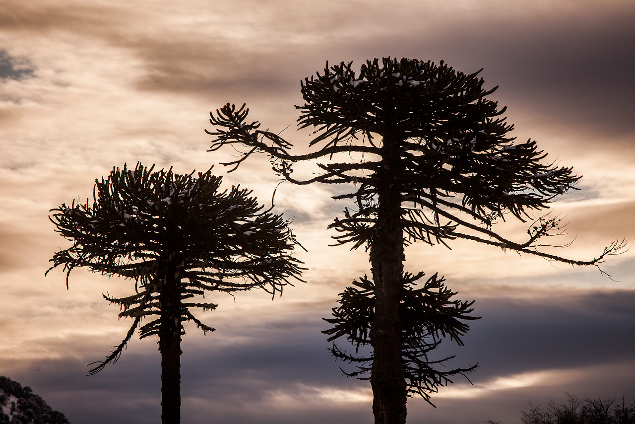 MOP da pie atrás a tala de 96 araucarias para ruta cerca de Parque Conguillio y protegerán estas especies nativas