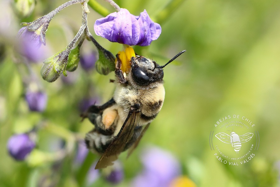 Conoce la genealogía completa sobre las 474 especies de abejas nativas de Chile, para protegerlas