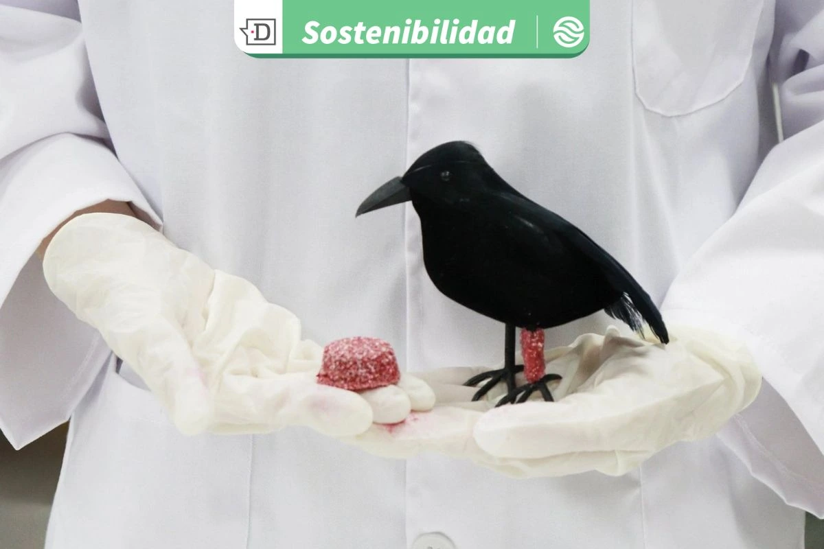 Innovación por el bienestar animal: Producen férula biodegradable para ayudar de forma expedita a aves urbanas heridas