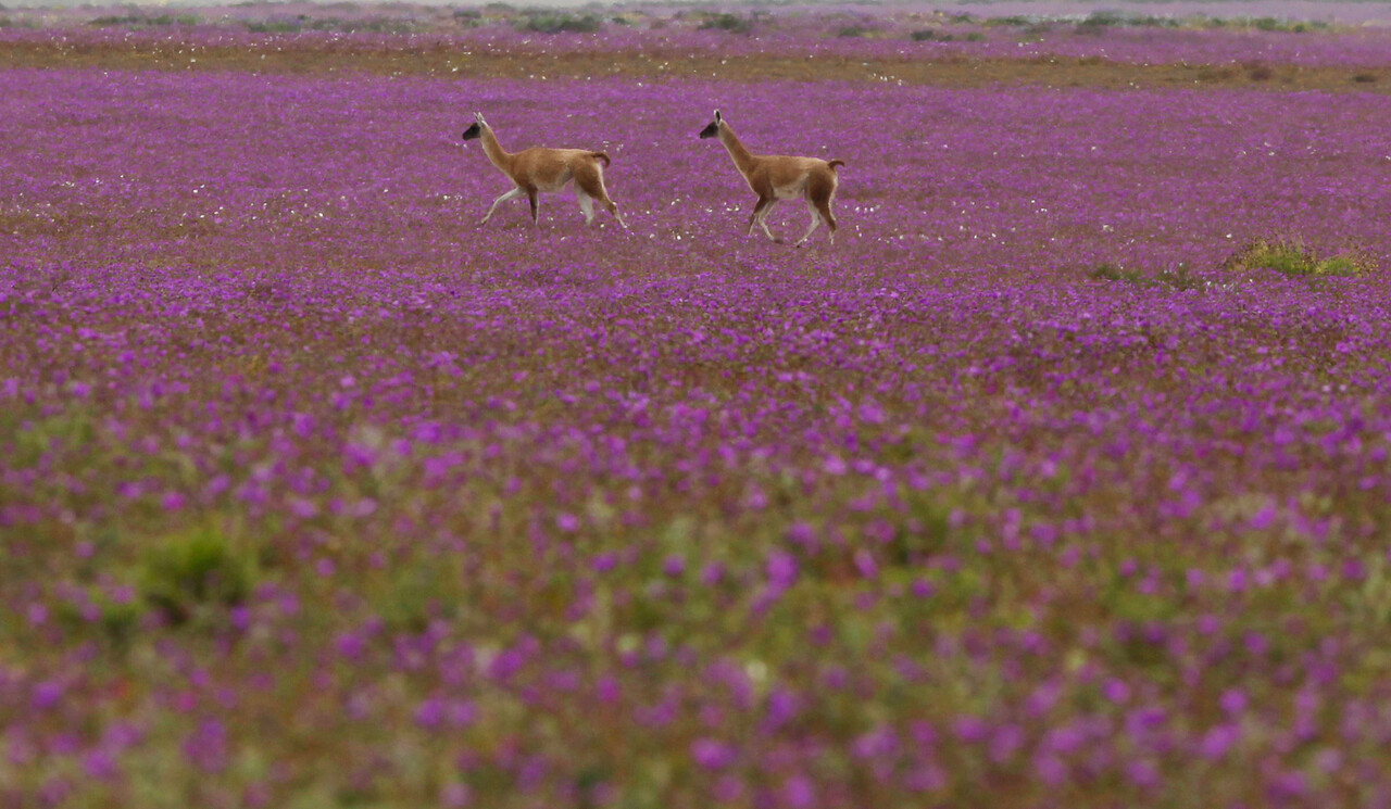 Desierto Florido es confirmado para este año: Septiembre llegará con hermoso espectáculo en Atacama