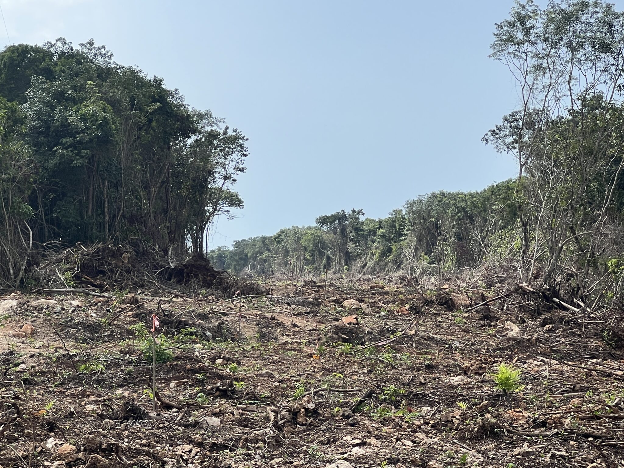 Una de las zonas en donde se construye el  Tren Maya. Foto: @CCMSSAC.