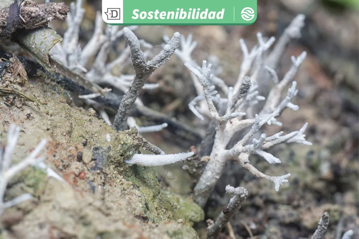 Plantas pequeñas y hongos micorrícicos: Claves para curar suelos contaminados por actividades industriales y domésticas