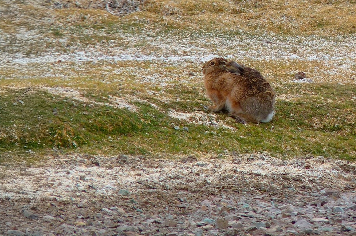 Detectan invasión de liebre europea en el Desierto de Atacama: Puede amenazar la poca vegetación y a la chinchilla en extinción