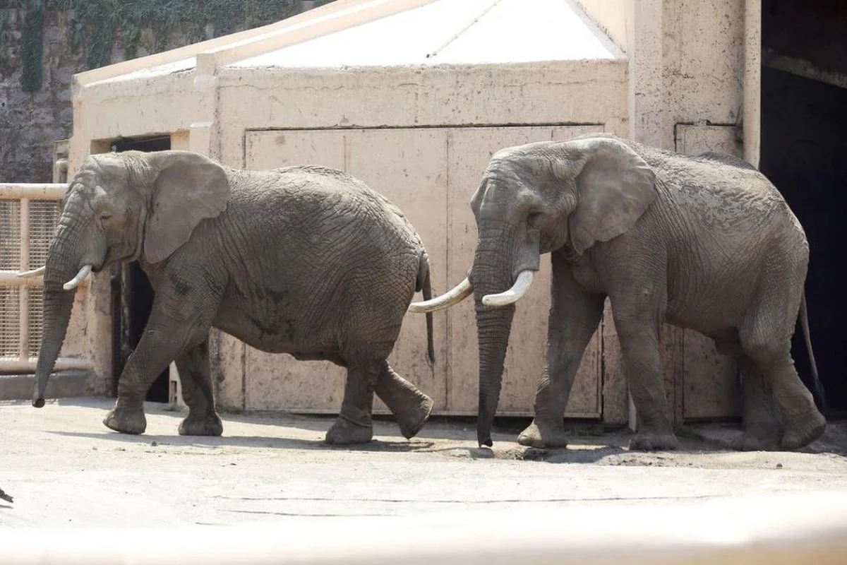Protea y Jumbo: Los elefantes que esperan la gestión del presidente Boric para viajar a Brasil y vivir en libertad