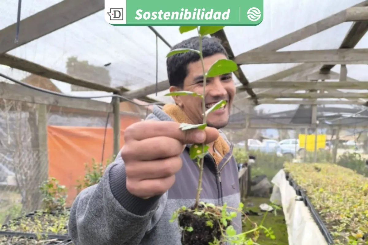 Impulsando la reproducción de más de 30 mil plantas nativas: Joven agricultor de Pichidegua lidera vivero sustentable