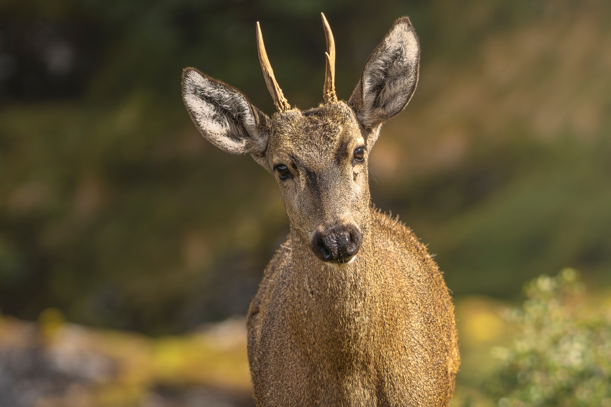 El huemul, ciervo en extinción más austral del mundo, entrega esperanzadoras noticias a Chile: Confirman nuevos hallazgos