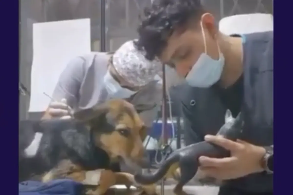 VIDEO| Gesto de ternura máxima se hizo viral: Veterinario 