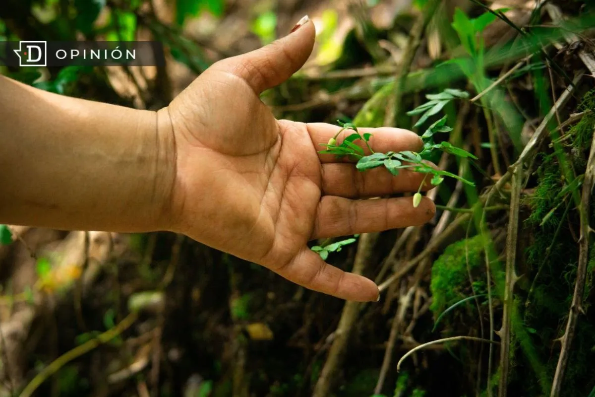 Nuestra relación con los bosques: La necesidad de construir puentes entre los territorios y las políticas forestales