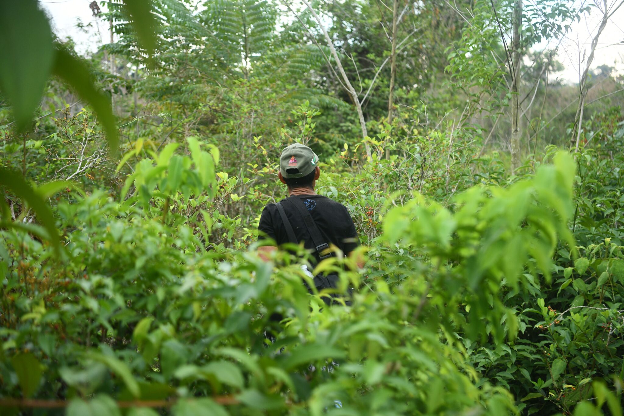 Mezclados con otros arbustos hay altos sembríos de coca en un extremo de Nueva Austria. Al pie está el río Yuyapichis y en la otra orilla, la reserva. Foto: Hugo Alejos.