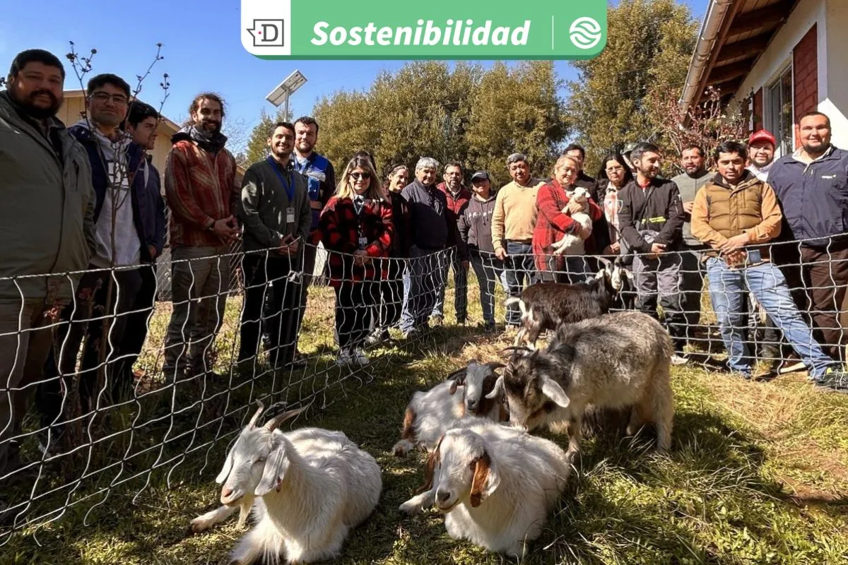 Pastoreo estratégico de cabras: Proyecto crea cortafuegos naturales para prevenir incendios forestales en Santa Juana