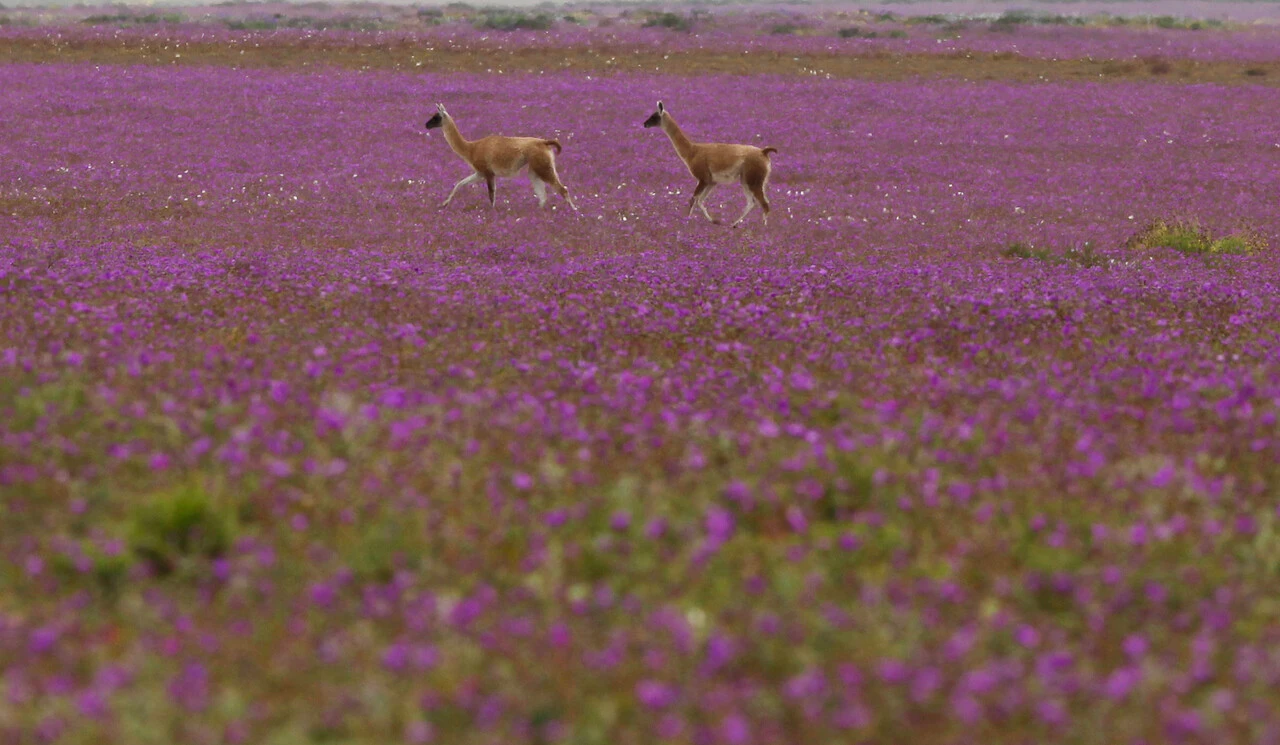 SONAMI acude a Tribunales para invalidar la creación del Parque Nacional Desierto Florido: Acusan expropiación regulatoria