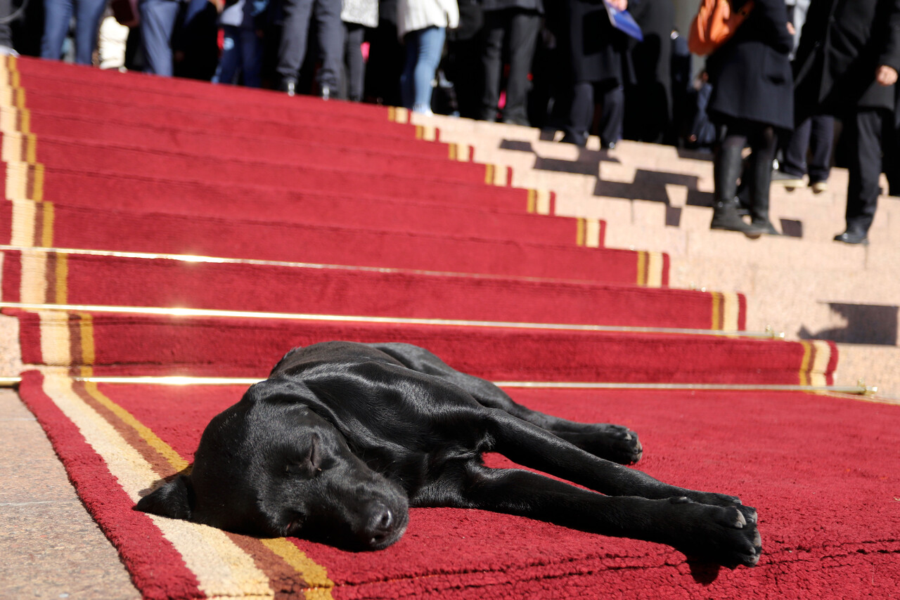 Ley Duque que nació tras tragedia que sufrió Neme avanza en el Congreso: Otorga permiso laboral por muerte de mascota