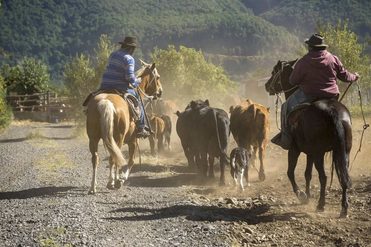 Arrieros de Antuco y San Fabián quedan finalistas en premio mundial de montañismo por impulsar el turismo cultural y natural