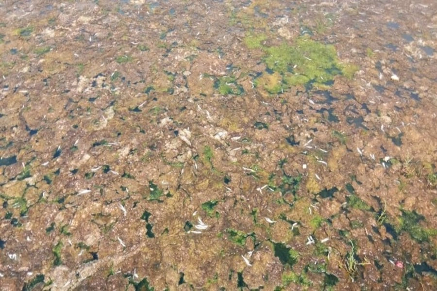 Mantienen concesión a sanitaria sancionada por contaminación en los molles: SISS le exige a la empresa medidas urgentes