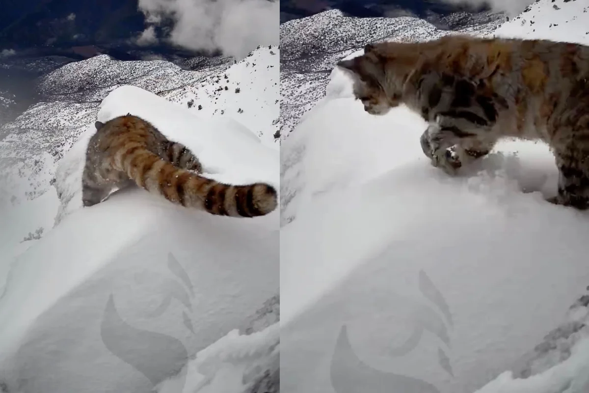 VIDEO| Captan a pequeño gato andino, el más esquivo del mundo, caminando por la nieve en el Cajón del Maipo