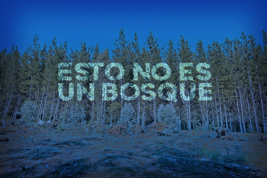 VIDEO| Documental narra defensa de los bosques de araucaria acorralados por el negocio forestal