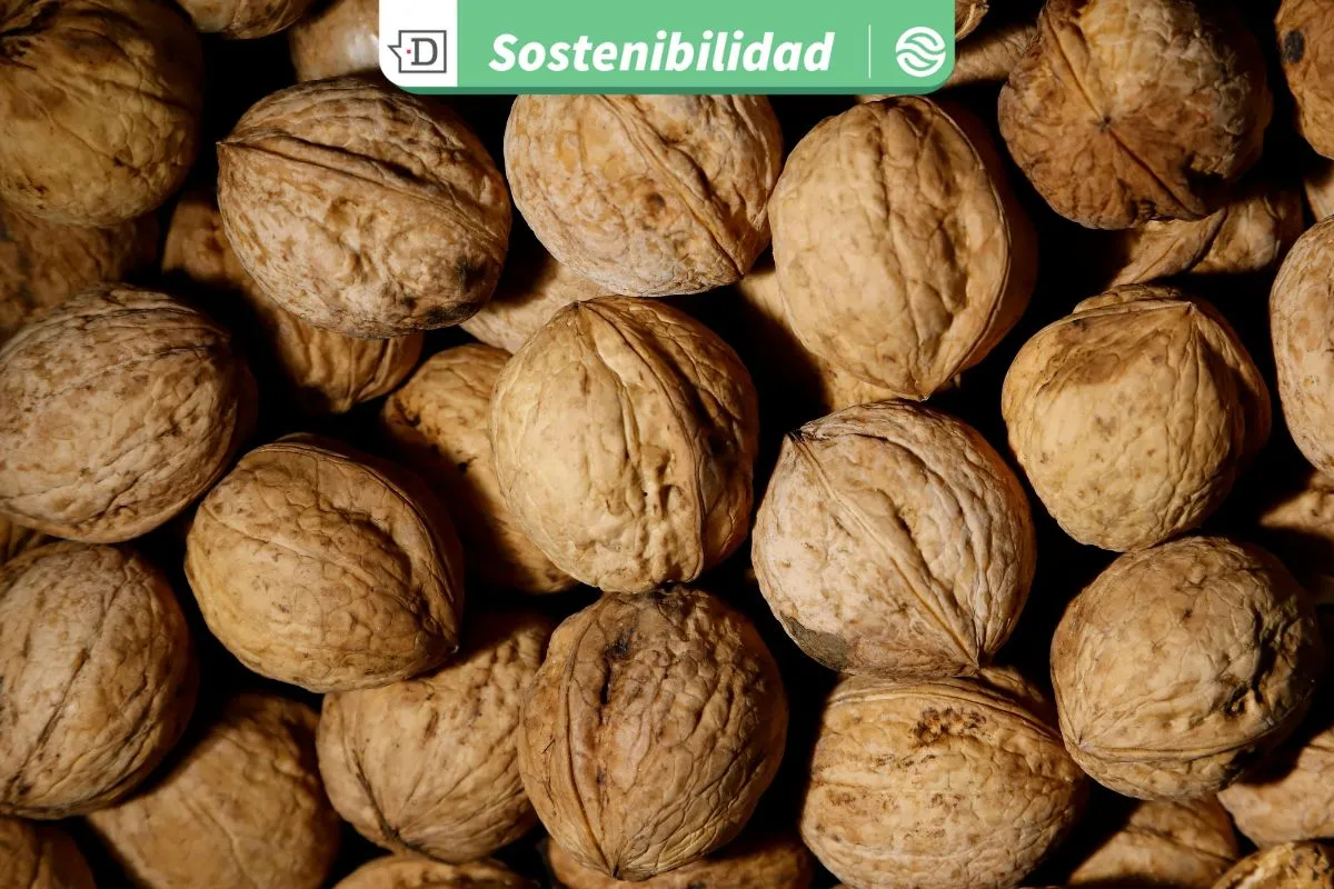 Reutilizando residuos agrícolas: Cáscaras de nueces pueden producir energía eléctrica con tan solo añadir gotas de agua