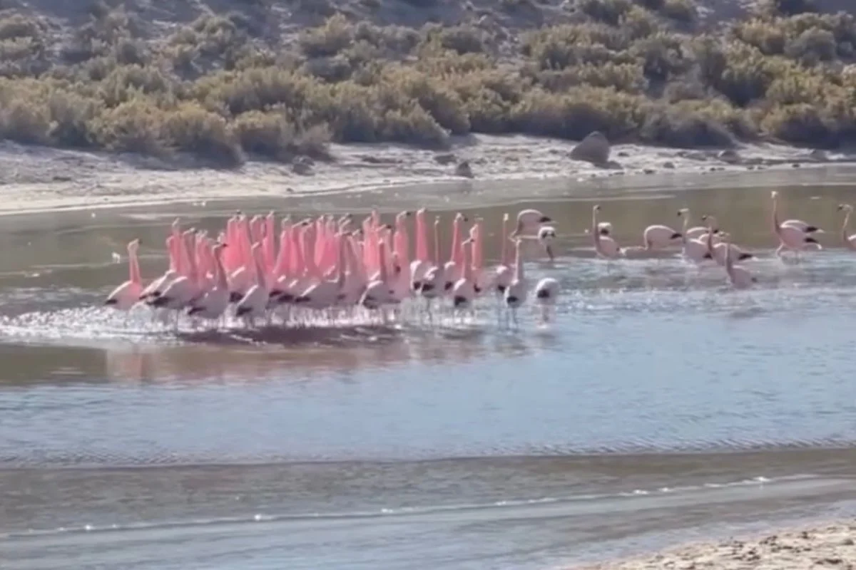 VIDEO| Belleza y sincronía: Danza de flamencos es captada en humedales altoandinos de Machuca en Antofagasta