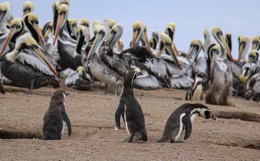 Lucha para salvar al Pingüino de Humboldt en Chile y Perú: Acuerdan medidas en pesca y turismo