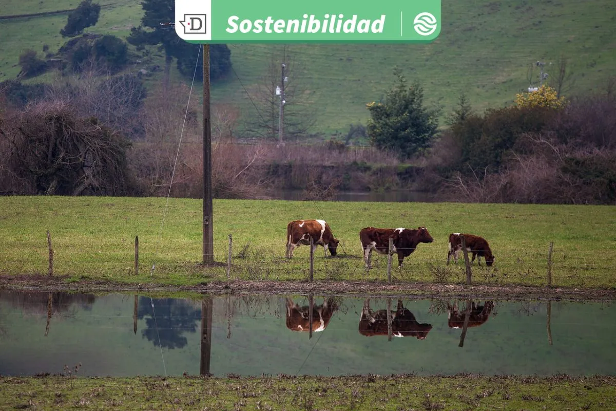 Hacia menores emisiones de metano en Brasil: La ganadería sustentable es crucial para atenuar el calentamiento global