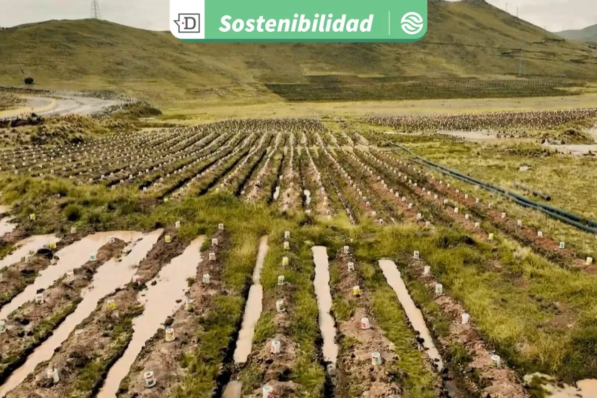 Restauración de ecosistemas: Zanjas de infiltración por riego han ayudado a recuperar más de 1.400.000 litros de agua