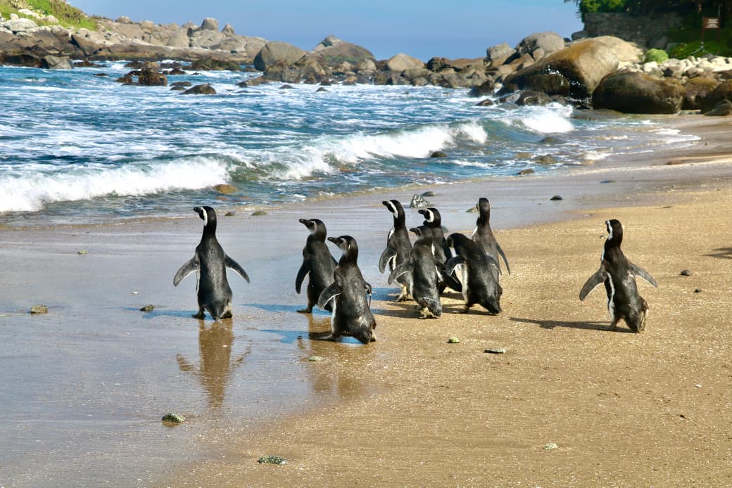 Hermoso regreso: Pingüinos de Magallanes vuelven a su hogar en Isla Cachagua tras exitosa rehabilitación
