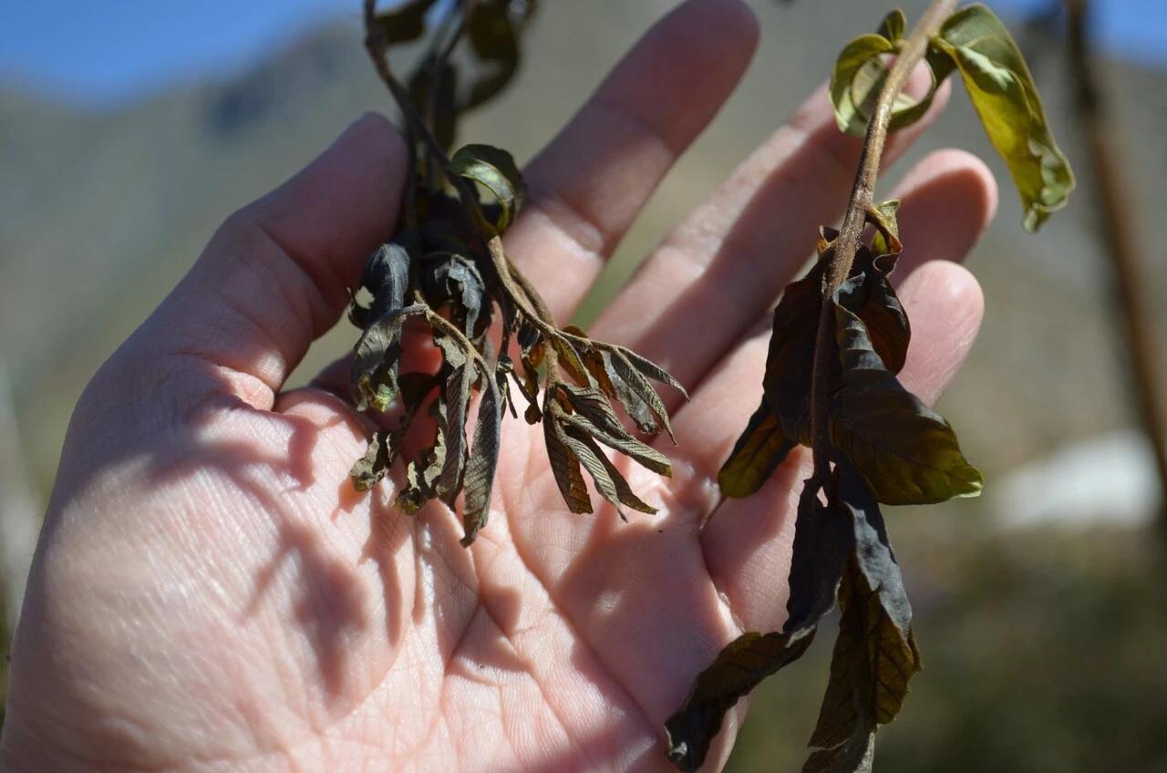 Clima extremo daña la agricultura chilena: Cultivos afectados aumentaron 15% en dos años