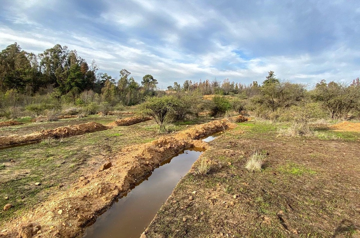 Zanjas de infiltración: Campesinos de la región más seca de Chile usan técnica ancestral para sembrar agua