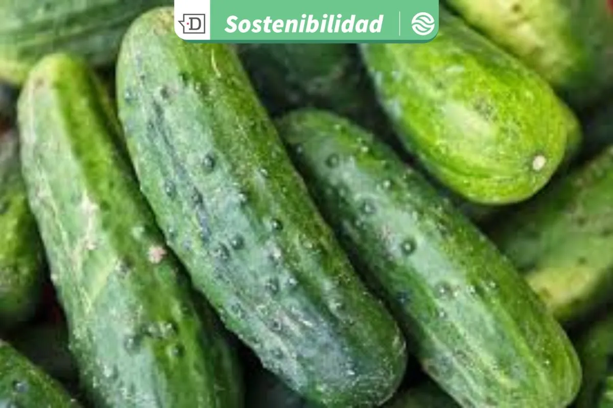 VIDEO| Para no desperdiciar alimentos: El método chino que utiliza cenizas para conservar los pepinos y luego cocinarlos
