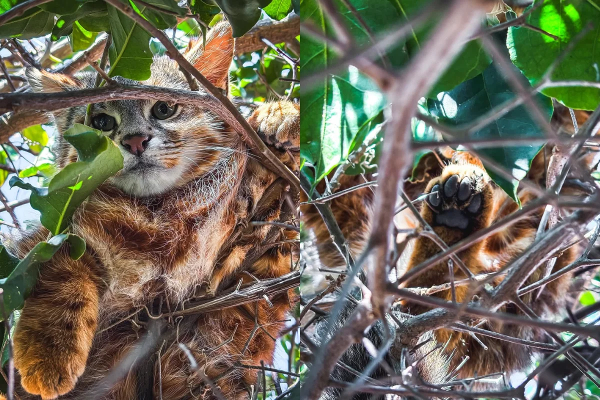 VIDEO| Captan a gato colocolo al interior de jardín de una vivienda en sector urbano de Papudo