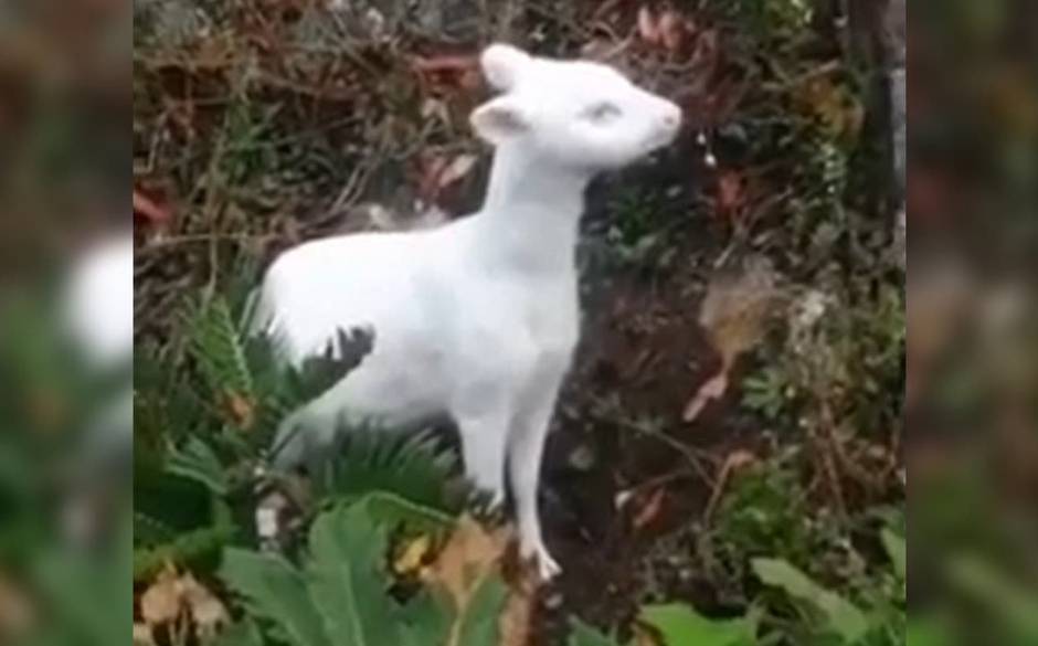 VIDEO| Así fue el hermoso encuentro de turista con pudú albino en camino a Cucao, Chiloé